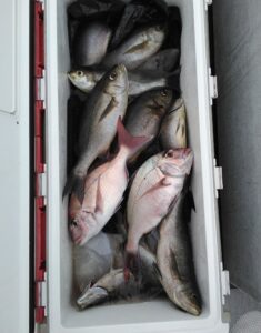 釣果写真