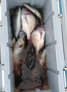 釣果写真