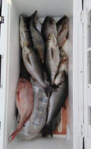 釣果写真