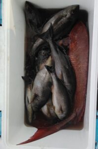 釣果写真
