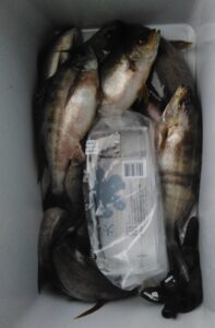 釣果写真