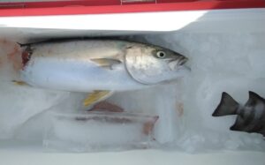 釣果写真 釣果写真