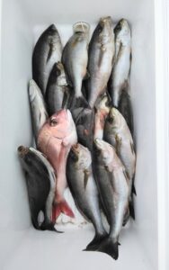 釣果写真