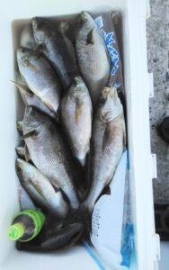 釣果写真