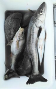 釣果写真