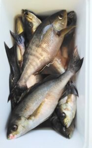 釣果写真