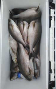 釣果写真 釣果写真