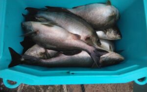 釣果写真 釣果写真