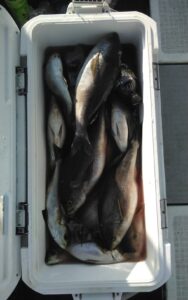釣果写真