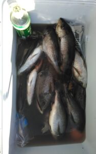 釣果写真