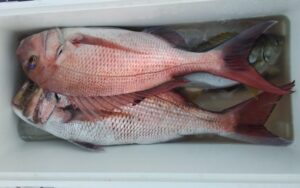 釣果写真