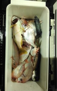 釣果写真