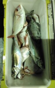 釣果写真